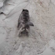 Dick Schuringa - Youtube Profile Picture of Dick Schuringa (@dickschuringa0578) on Youtube