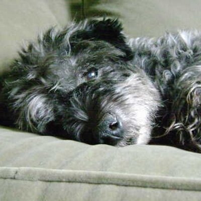 Profile Picture of Debbie Simon (@dgcarolina) on Twitter