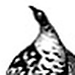 Profile Picture of P Sykas (@textile archivist) on Flickr