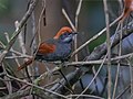 Profile Picture of Pinto's spinetailon Wikipedia