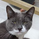 Profile Picture of Lord Louie Of Hackney (@lord.loulou) on Instagram
