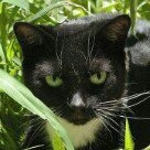 Julie Hayes Scally - Instagram Profile Picture of Julie Hayes Scally (@jscally97) on Instagram