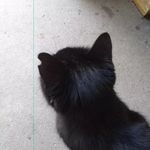 Profile Picture of cheryle volta (@cherylevolta) on Instagram