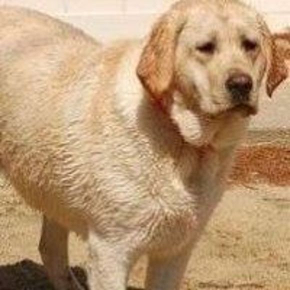 Profile Picture of Craig Thayer (@howitzer705) on Poshmark