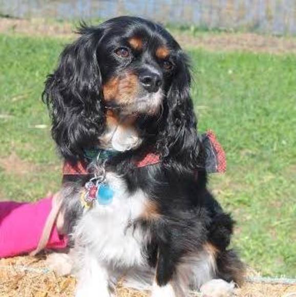 Profile Picture of Alayne Cameron (@scamperrat) on Poshmark