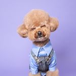 Profile Picture of 테디마켓 (@market_teddy) on Instagram