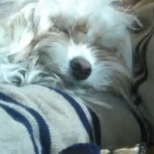 Profile Picture of Wilder Jose De Leon (@_de_leon_Jose) on Twitter