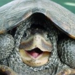 Profile Picture of Larry Scales (@da_majestic_turtle) on Instagram