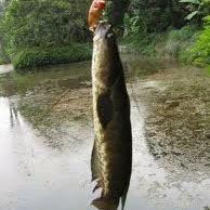 Ikan Gabus - Facebook Profile Picture of Ikan Gabus (@ikan.gabus.393) on Facebook