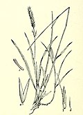 Profile Picture of Calamagrostis tweedyion Wikipedia