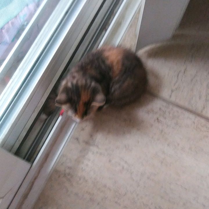 Profile Picture of yolandasal (@yolandasal0) on Tiktok