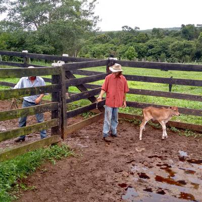 Profile Picture of Bernardo C L Basilio (@basiliocarlinh2) on Twitter