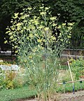 Profile Picture of Fennel - Wikipediaon Wikipedia