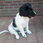 Profile Picture of Donna Miles (@loki_the_stabyhoun) on Instagram