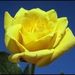 Profile Picture of Corrine Schultz (@corrine2460) on Pinterest