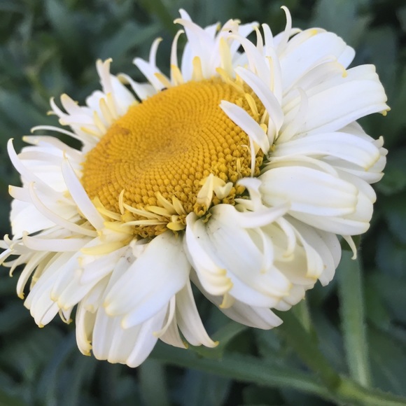 Profile Picture of Aryn Silva (@cheap_birdz123) on Poshmark