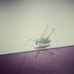 Profile Picture of Joshua Gilbreath (@tonevias) on Instagram