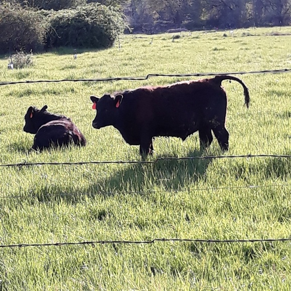 Profile Picture of Teresa Boulos (@tntboulos) on Poshmark