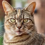 Profile Picture of Michael Caliso (@Michael-Caliso) on Facebook