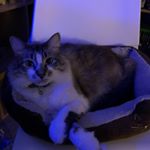 Chris Oden - Instagram Profile Picture of Chris Oden (@captainoden) on Instagram