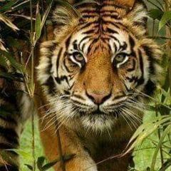 Profile Picture of luannzimmerman (@luannzimmerman) on Tiktok