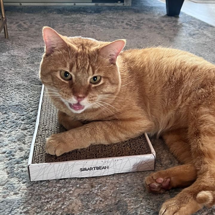Profile Picture of GordonTheCat (@gordonthetalkingcat) on Tiktok