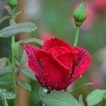 Profile Picture of Suresh Nishad Ramraj (@sureshnishadramraj) on Instagram