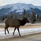 Profile Picture of Andrew Moreland (@andrewmoreland2551) on Youtube