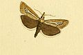 Profile Picture of Catoptria petrificellaon Wikipedia