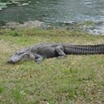 Profile Picture of Larry Sherfield (@larrysherfield) on Instagram