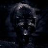 Profile Picture of Nathan Kiser (@@shadowwolf1945) on Tiktok