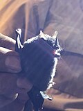 Profile Picture of Chestnut short-tailed baton Wikipedia
