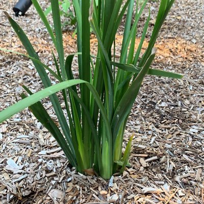 Profile Picture of Ian Chick (@IanChick) on Twitter