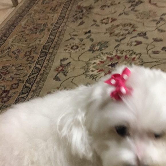 Felora Namvar - Poshmark Profile Picture of Felora Namvar (@feloraf) on Poshmark