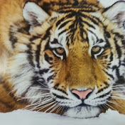 Profile Picture of Kenneth Reid (@kennethreid3417) on Youtube