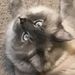 Profile Picture of McKayla Carlson (@kaylajc) on Pinterest