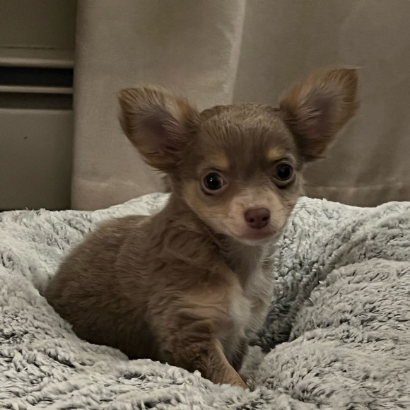 Profile Picture of Chris Martelli (@cmartelli) on Poshmark