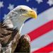 Profile Picture of Scott C (@calhoun3160) on Pinterest