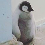 Profile Picture of corapace (@corapace) on Instagram