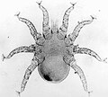 Profile Picture of Tinaminyssuson Wikipedia