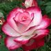 Profile Picture of Sylvia Cowley (@sylvia.cowley.1029) on Facebook