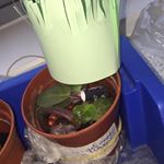 Profile Picture of Richard-Muncher Dyson flebber💓 (@richard_muncherxo) on Instagram