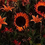 Profile Picture of Nancy Murphy (@nancymurphy1) on Flickr