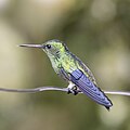 Profile Picture of Steely-vented hummingbirdon Wikipedia