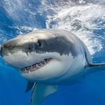 Profile Picture of Michael Kissel (@michael.kissel657) on Instagram