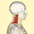 Profile Picture of Cervical vertebraeon Wikipedia