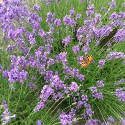 Profile Picture of Gill Howard (@GillHoward15) on Twitter