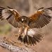 Profile Picture of Jimmy Hawks (@jimmy.hawks.583) on Facebook
