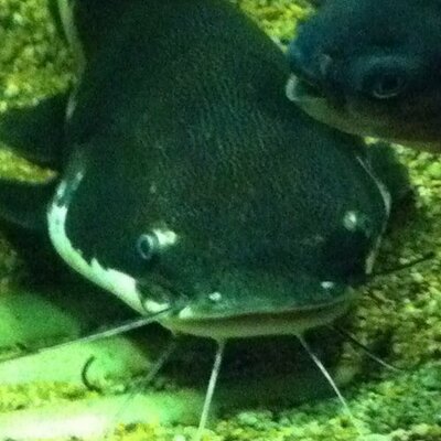 Profile Picture of Tim Rix (@timmytenbellies) on Twitter