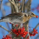 Profile Picture of Angelo Cattaneo (@angelo.cattaneo) on Instagram